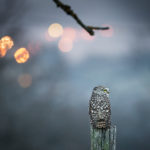 Fabien Dubessy