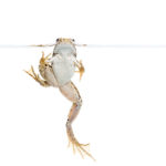 Grenouille verte / Pelophylax sp. / Edible frog