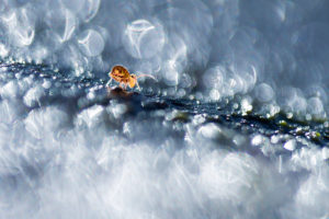 catégorie Nature de chez nous - REMY FRANCOIS - Prix spécial Photo Galerie