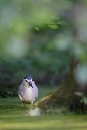 catégorie oiseaux dans tous ses états - MOUTRILLE JEROME