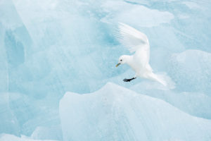 catégorie oiseaux dans tous ses états - THOELEN CAROL