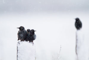 catégorie oiseaux dans tous ses états - PETRY RENAUD