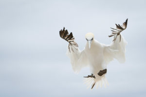 catégorie oiseaux dans tous ses états - DIERS CLAUDIE