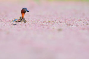 catégorie oiseaux dans tous ses états - JOAQUIN FIGUEREDO GONZALEZ