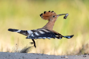 catégorie oiseaux dans tous ses états - HINSCHE THOMAS